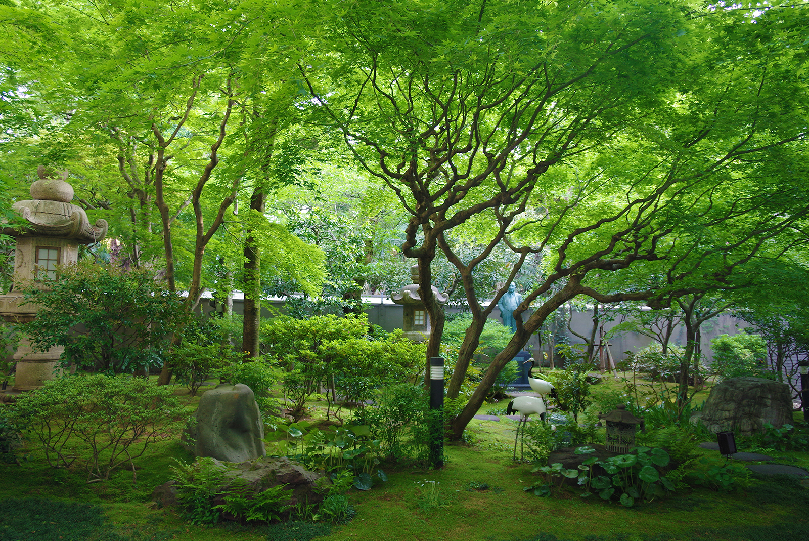 四季を彩る中庭 新緑